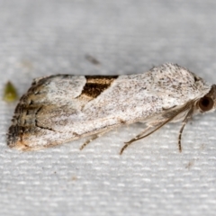Armactica conchidia (Conchidia Moth) at Melba, ACT - 20 Feb 2021 by Bron