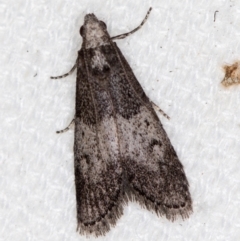 Aphomia baryptera (A pyralid moth) at Melba, ACT - 20 Feb 2021 by Bron