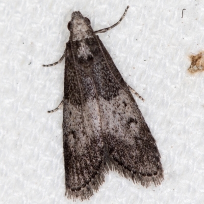 Aphomia baryptera (A pyralid moth) at Melba, ACT - 20 Feb 2021 by Bron