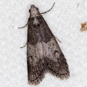 Aphomia baryptera at Melba, ACT - 20 Feb 2021
