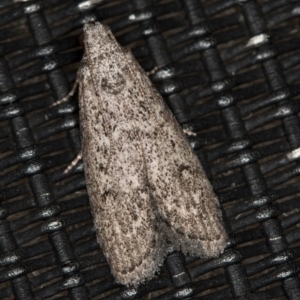 Heteromicta pachytera at Melba, ACT - 20 Feb 2021