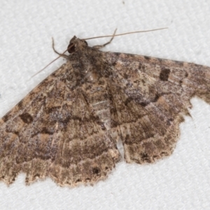 Diatenes aglossoides at Melba, ACT - 20 Feb 2021