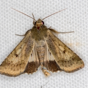 Helicoverpa punctigera at Melba, ACT - 20 Feb 2021 11:39 AM