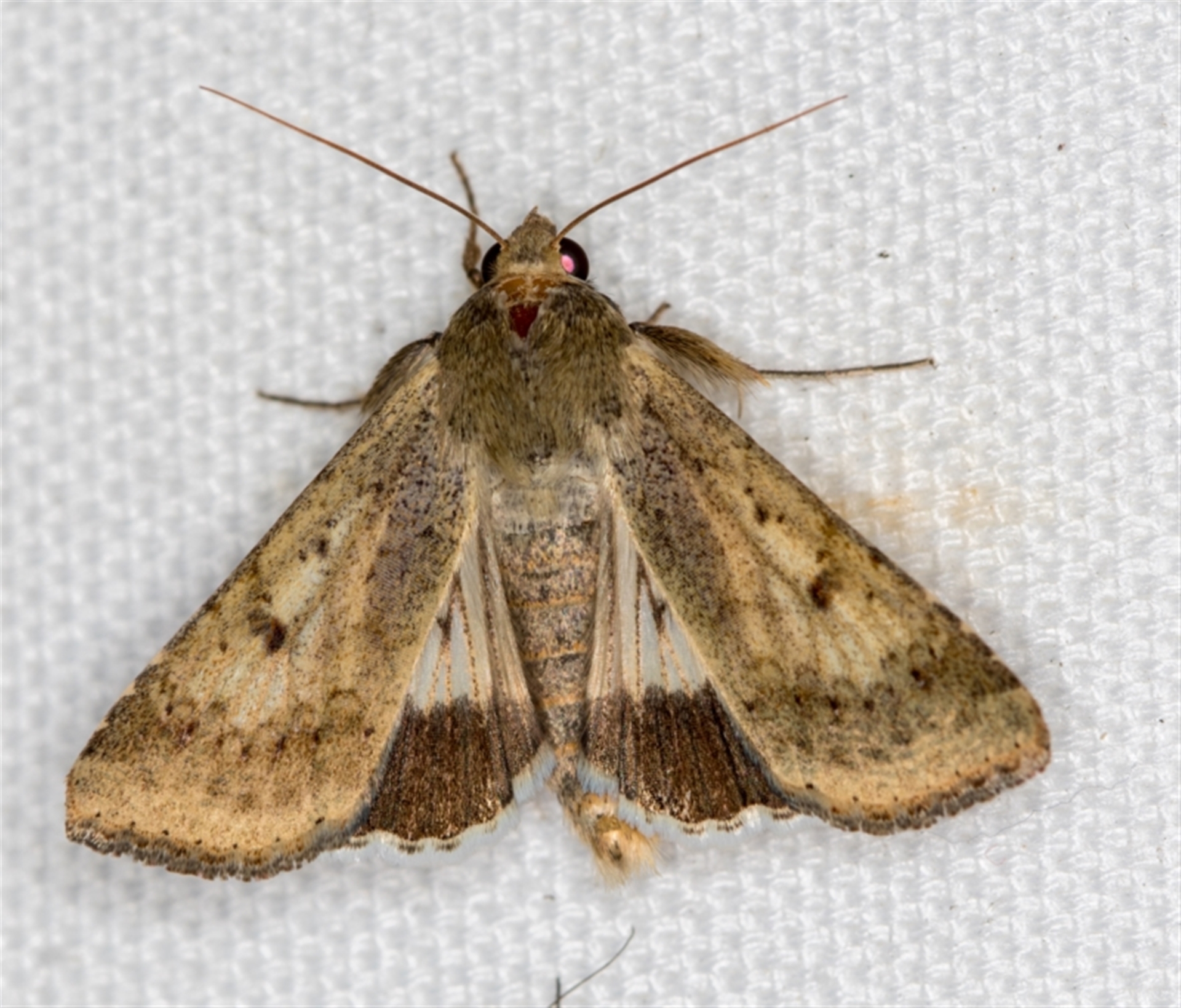 Helicoverpa punctigera at Melba, ACT - Canberra Nature Map