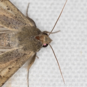 Helicoverpa punctigera at Melba, ACT - 20 Feb 2021 11:39 AM