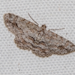 Didymoctenia exsuperata (Thick-lined Bark Moth) at Melba, ACT - 20 Feb 2021 by Bron