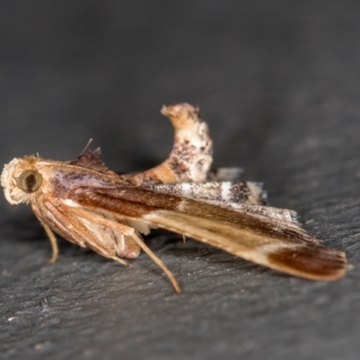 Pyralis farinalis (Meal Moth) at Melba, ACT - 20 Feb 2021 by Bron