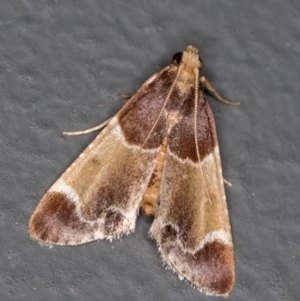 Pyralis farinalis at Melba, ACT - 20 Feb 2021