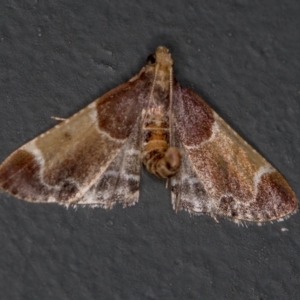 Pyralis farinalis at Melba, ACT - 20 Feb 2021