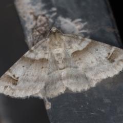 Syneora hemeropa (Ring-tipped Bark Moth) at Melba, ACT - 20 Feb 2021 by Bron