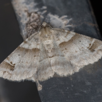 Syneora hemeropa (Ring-tipped Bark Moth) at Melba, ACT - 20 Feb 2021 by Bron
