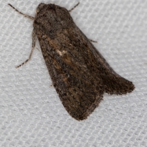 Proteuxoa (genus) at Melba, ACT - 20 Feb 2021