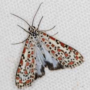 Utetheisa pulchelloides at Melba, ACT - 20 Feb 2021 12:04 PM