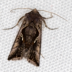 Chrysodeixis eriosoma at Melba, ACT - 20 Feb 2021