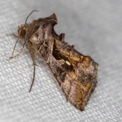 Chrysodeixis eriosoma at Melba, ACT - 20 Feb 2021