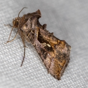 Chrysodeixis eriosoma at Melba, ACT - 20 Feb 2021