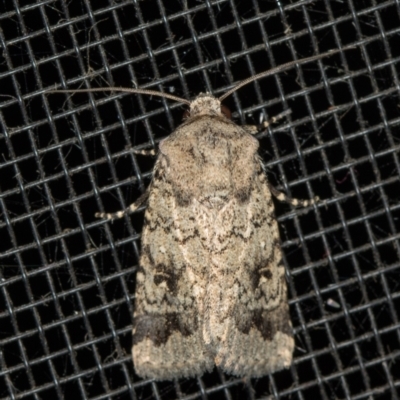 Proteuxoa capularis (Half-moon Noctuid) at Melba, ACT - 20 Feb 2021 by Bron