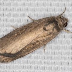 Athetis tenuis (Plain Tenuis Moth) at Melba, ACT - 20 Feb 2021 by Bron