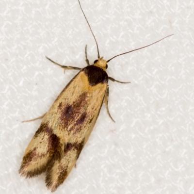 Isomoralla pyrrhoptera (A concealer moth) at Melba, ACT - 20 Feb 2021 by Bron