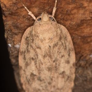 Garrha repandula at Melba, ACT - 20 Feb 2021 12:24 PM