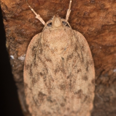 Garrha repandula (a Concealer Moth) at Melba, ACT - 20 Feb 2021 by Bron