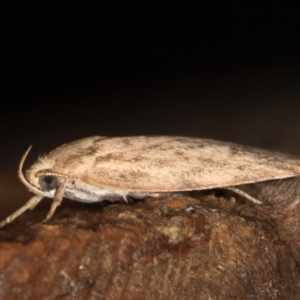 Garrha repandula at Melba, ACT - 20 Feb 2021 12:24 PM