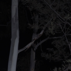 Petaurus notatus (Krefft’s Glider, Sugar Glider) at Lower Cotter Catchment - 5 Mar 2021 by danswell