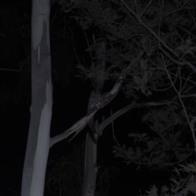 Petaurus notatus (Krefft’s Glider, formerly Sugar Glider) at Cotter River, ACT - 5 Mar 2021 by danswell