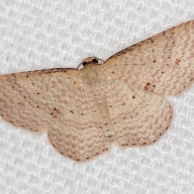 Epicyme rubropunctaria (Red-spotted Delicate) at Melba, ACT - 20 Feb 2021 by Bron