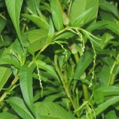 Persicaria hydropiper (Water Pepper) at Greenway, ACT - 31 Jan 2021 by MichaelBedingfield