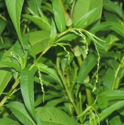 Persicaria hydropiper (Water Pepper) at Greenway, ACT - 31 Jan 2021 by michaelb