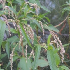 Persicaria lapathifolia (Pale Knotweed) at Greenway, ACT - 31 Jan 2021 by michaelb