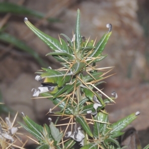 Xanthium spinosum at Greenway, ACT - 31 Jan 2021 09:06 PM