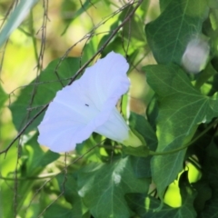 Calystegia sepium (Swamp Bindweed) at Wodonga Regional Park - 6 Mar 2021 by Kyliegw