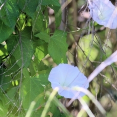 Calystegia sepium at Killara, VIC - 6 Mar 2021