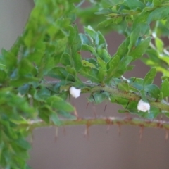 Acacia paradoxa (Kangaroo Thorn) at Wodonga Regional Park - 5 Mar 2021 by Kyliegw