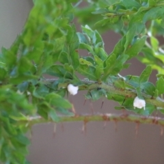 Acacia paradoxa (Kangaroo Thorn) at Killara, VIC - 5 Mar 2021 by Kyliegw