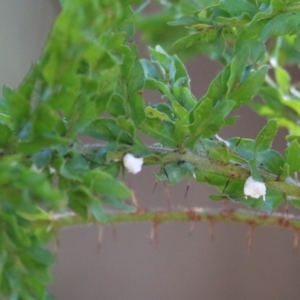 Acacia paradoxa at Monitoring Site 136 - Riparian - 6 Mar 2021