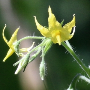 Solanum lycopersicum at Wodonga Regional Park - 6 Mar 2021