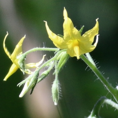 Solanum lycopersicum (Tomato) at Bandiana, VIC - 6 Mar 2021 by Kyliegw