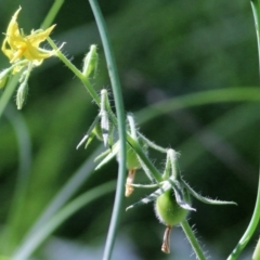 Solanum lycopersicum at Wodonga Regional Park - 6 Mar 2021