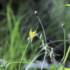 Solanum lycopersicum at Wodonga Regional Park - 6 Mar 2021