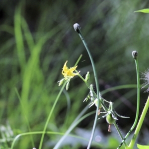 Solanum lycopersicum at Wodonga Regional Park - 6 Mar 2021