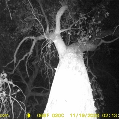 Acrobates pygmaeus (Feathertail Glider) at Baranduda, VIC - 18 Nov 2020 by DMeco