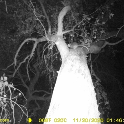 Pseudocheirus peregrinus (Common Ringtail Possum) at Monitoring Site 121 - Road - 19 Nov 2020 by DMeco