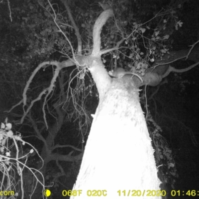 Pseudocheirus peregrinus (Common Ringtail Possum) at Monitoring Site 121 - Road - 20 Nov 2020 by DMeco