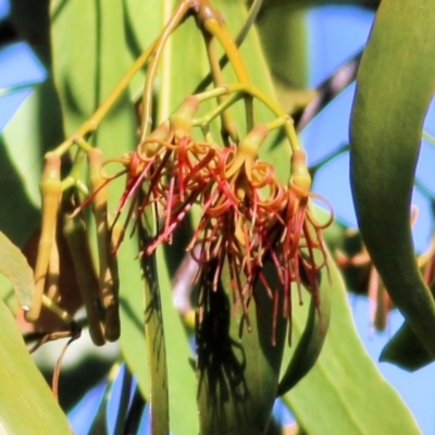 Amyema sp. (Mistletoe) at Monitoring Site 136 - Riparian - 6 Mar 2021 by KylieWaldon