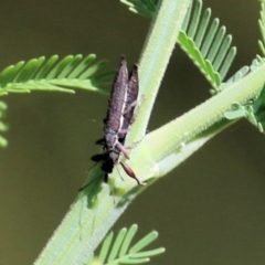 Rhinotia sp. (genus) (Unidentified Rhinotia weevil) at Killara, VIC - 5 Mar 2021 by Kyliegw