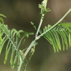 Rhinotia sp. (genus) at Wodonga Regional Park - 6 Mar 2021 10:26 AM