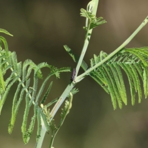 Rhinotia sp. (genus) at Wodonga Regional Park - 6 Mar 2021 10:26 AM